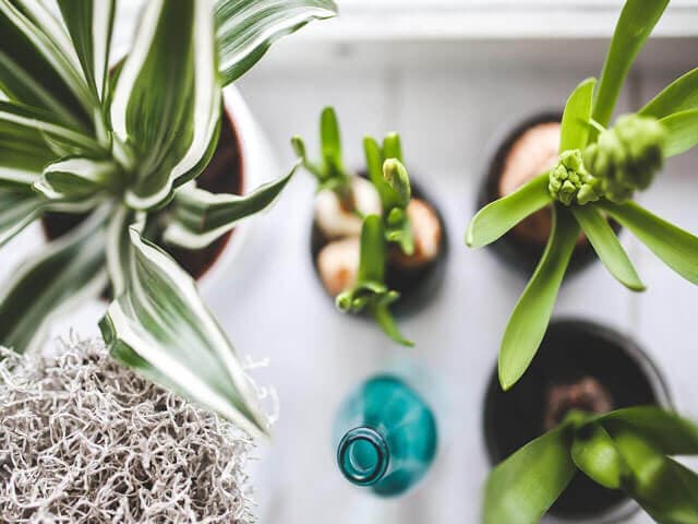 Houseplants to purify the air